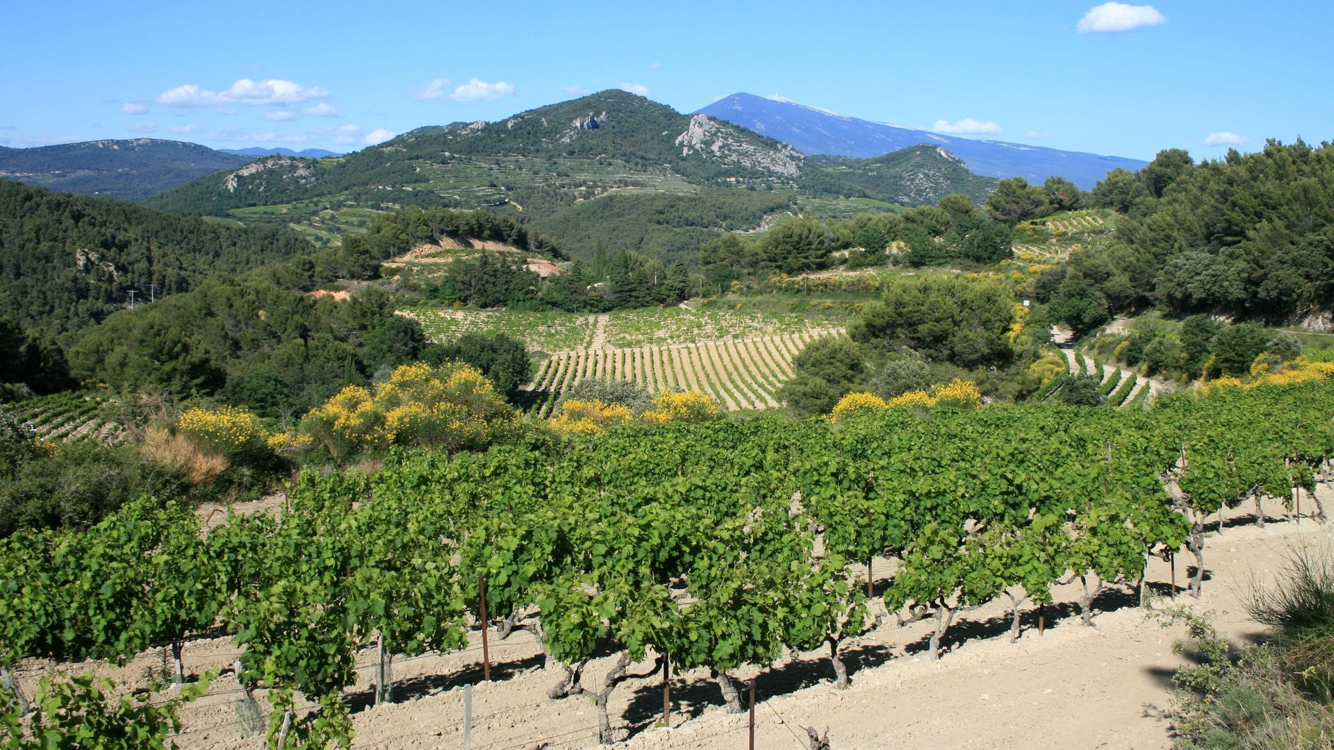 Hallbus vinresa till Provence/södra Rhône vy över dramatiskt och vackert landskap